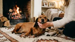 De ce le place câinilor să fie mângâiați – iată ce simte animalul tău de companie