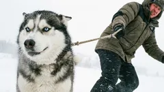 10 rase de câini care nu iartă greșelile stăpânilor neexperimentați