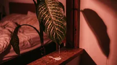 5 plante care poluează aerul în loc să-l purifice