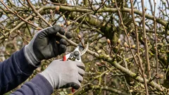 Cum să nu-ți pierzi recolta de primăvară atunci când tai pomii fructiferi