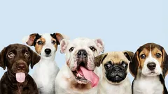 7 rase pe care oamenii încearcă să nu le adopte: ce le face să fie nepotrivite