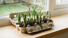 Nu aruncați cutia de ouă: în doar câteva minute se poate transforma în cea mai frumoasă decorațiune de primăvară.