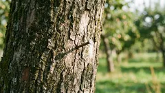 De ce se bate un cui într-un măr: un ritual străvechi care poate fi explicat științific