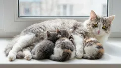 Când devine o pisică „senior”? Repere clare pe vârste și ce contează, zi de zi